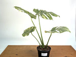 Monstera Deliciosa 'Green Snow' Variegated - Exact Plant #19C