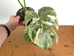 Monstera Deliciosa 'Green Snow' Variegated - Exact Plant #19D