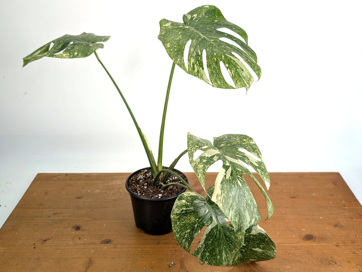 Monstera Deliciosa 'Green Snow' Variegated - Exact Plant #19D