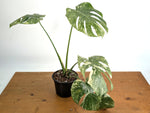 Monstera Deliciosa 'Green Snow' Variegated - Exact Plant #19D