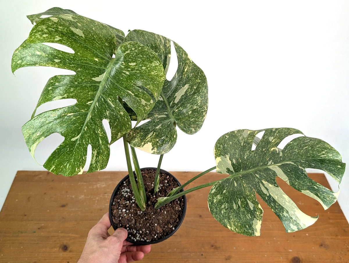 Monstera Deliciosa 'Green Snow' Variegated - Exact Plant #19E
