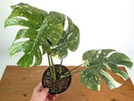 Monstera Deliciosa 'Green Snow' Variegated - Exact Plant #19E