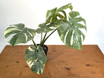 Monstera Deliciosa 'Green Snow' Variegated - Exact Plant #19E
