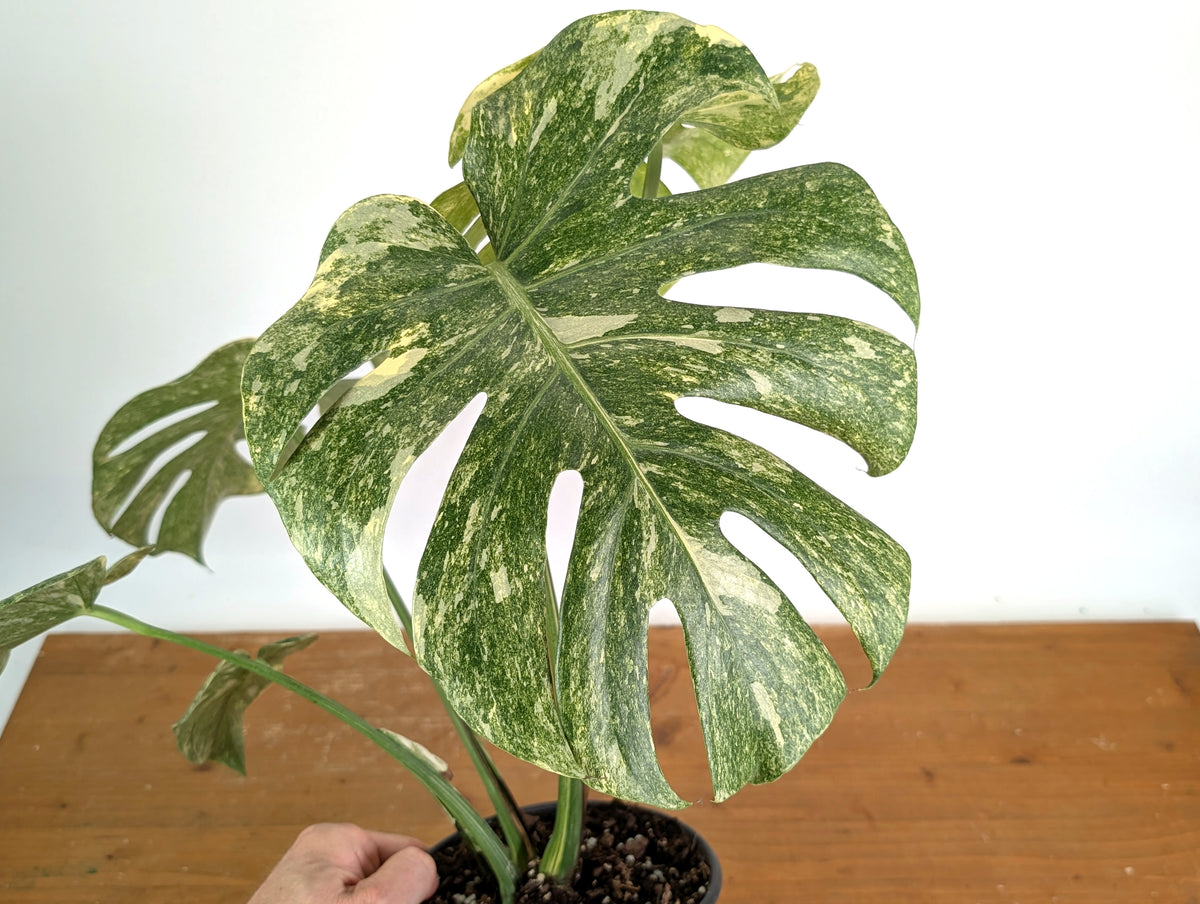 Monstera Deliciosa 'Green Snow' Variegated - Exact Plant #19F