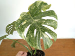 Monstera Deliciosa 'Green Snow' Variegated - Exact Plant #19F