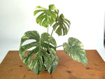 Monstera Deliciosa 'Green Snow' Variegated - Exact Plant #19F