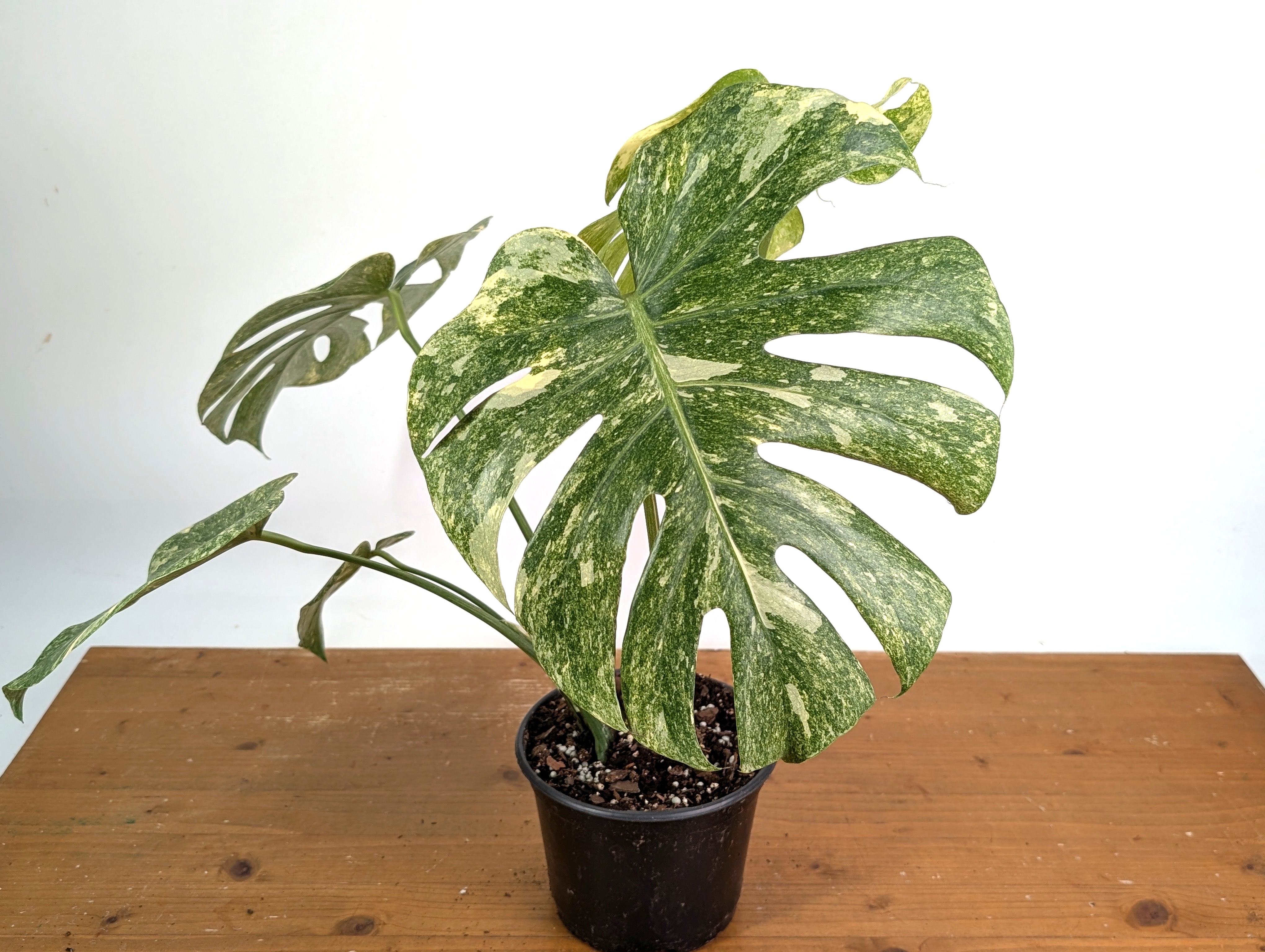 Monstera Deliciosa 'Green Snow' Variegated - Exact Plant #19F