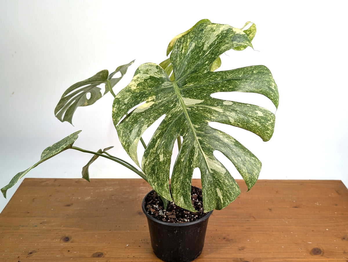 chimera monstera Monstera Deliciosa 'Green Snow' Variegated