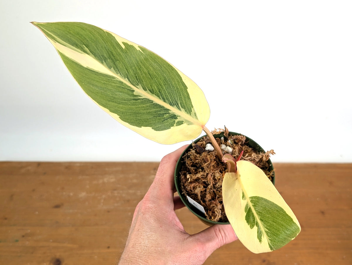 Philodendron Shady Lady - Exact Plant #19A