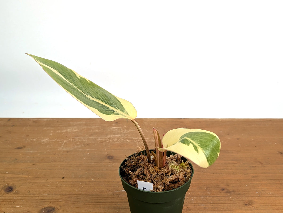 Philodendron Shady Lady - Exact Plant #19A