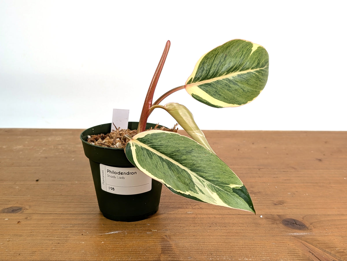 Philodendron Shady Lady - Exact Plant #19B