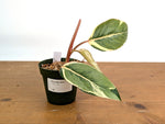 Philodendron Shady Lady - Exact Plant #19B