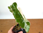 Philodendron Jose Buono Albo Mutation - Exact Plant #19A