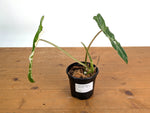 Philodendron Jose Buono Albo Mutation - Exact Plant #19A