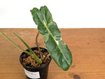 Philodendron Jose Buono Albo Mutation - Exact Plant #19A