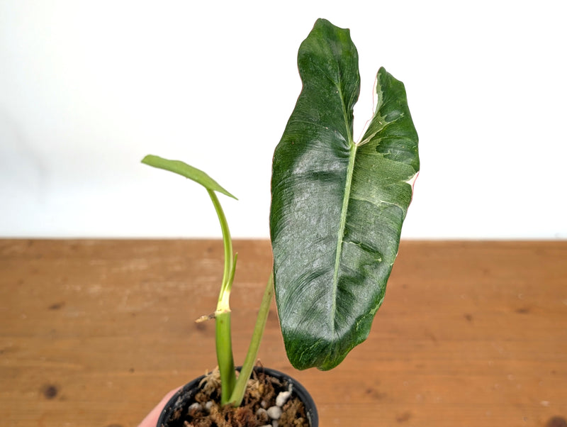 Philodendron Jose Buono Albo Mutation - Exact Plant #19B