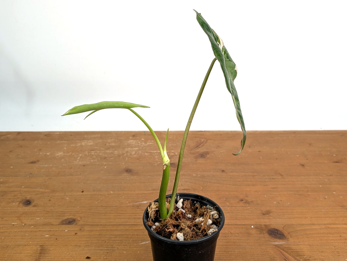 Philodendron Jose Buono Albo Mutation - Exact Plant #19B