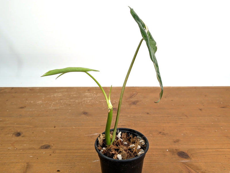 Philodendron Jose Buono Albo Mutation - Exact Plant #19B