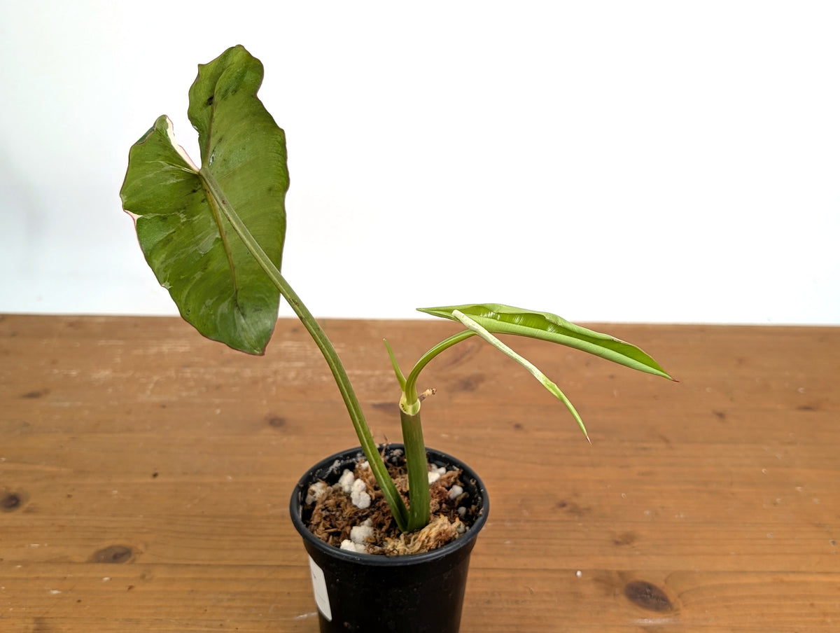 Philodendron Jose Buono Albo Mutation - Exact Plant #19B