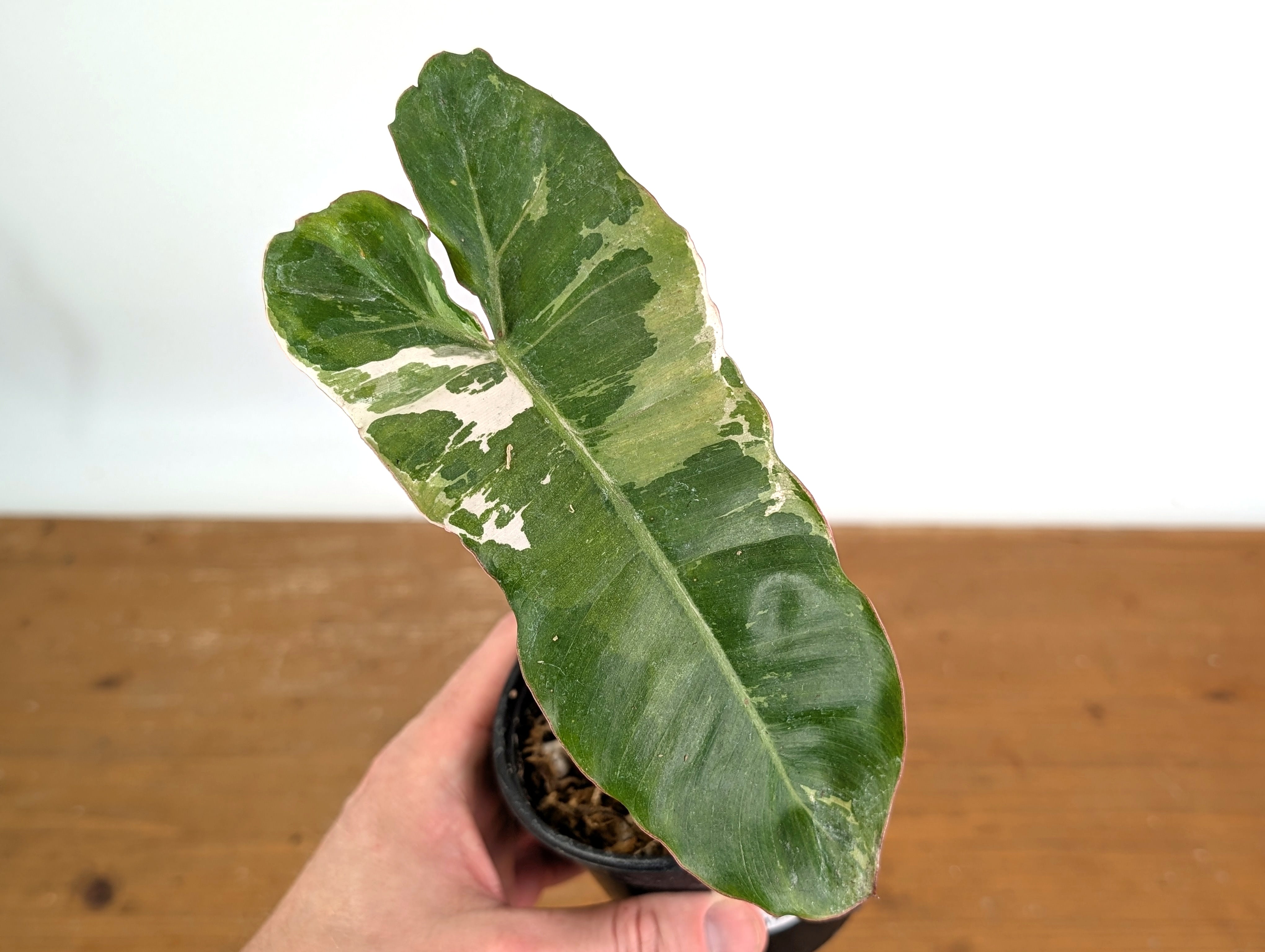 Philodendron Jose Buono Albo Mutation - Exact Plant #19C