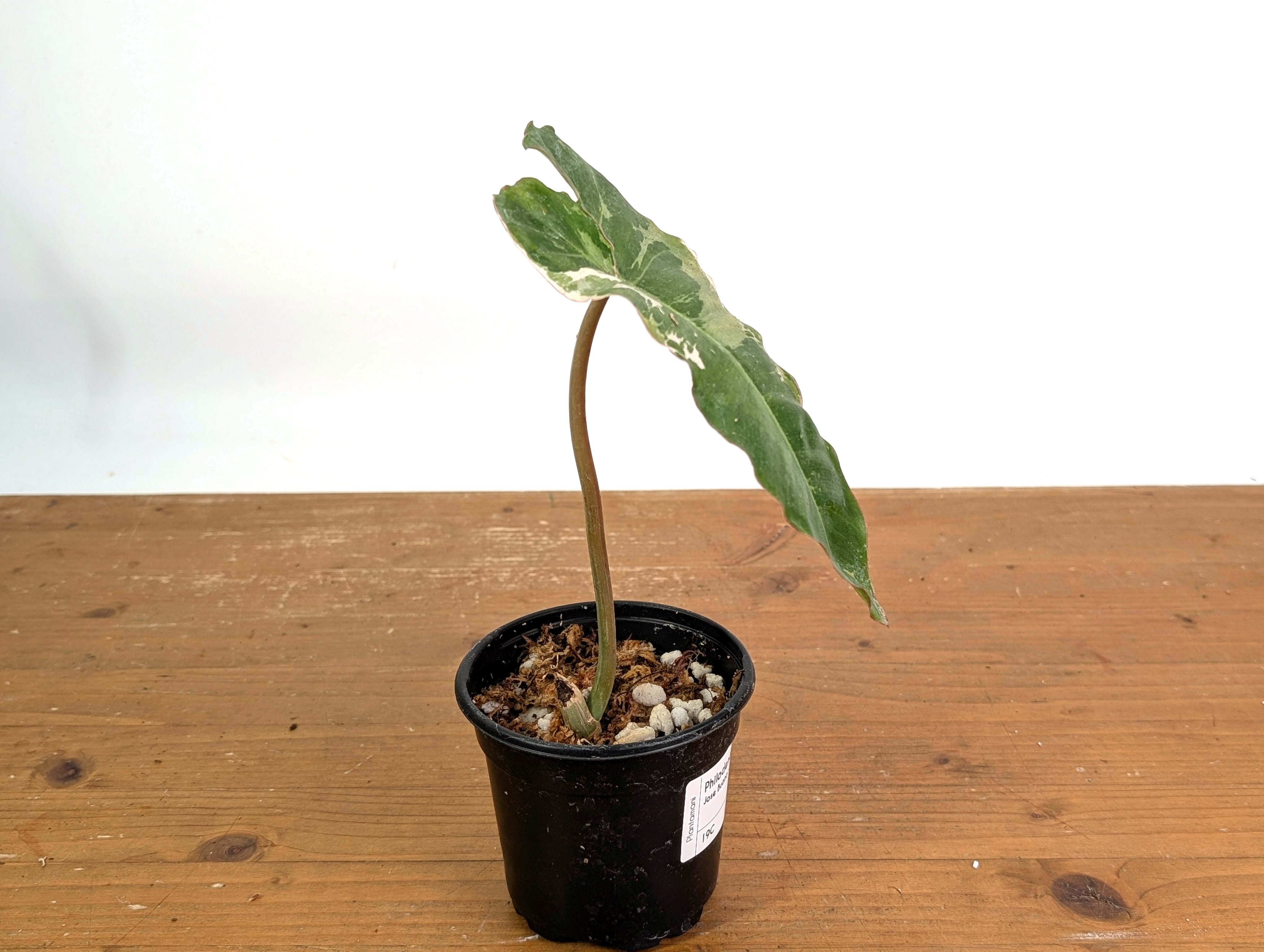 Philodendron Jose Buono Albo Mutation - Exact Plant #19C