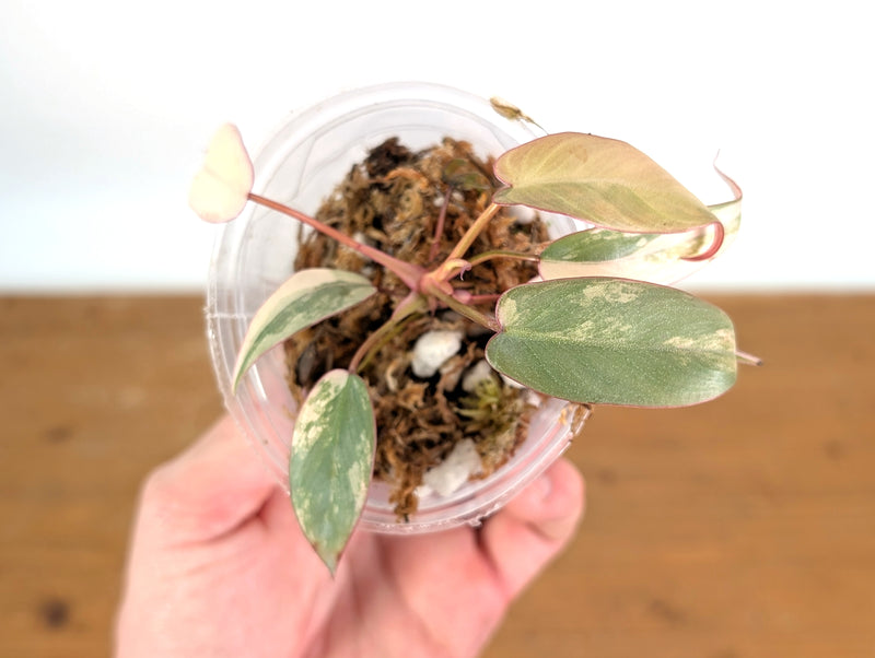 Philodendron Atabapoense Pink Variegated - Exact Plant #19A