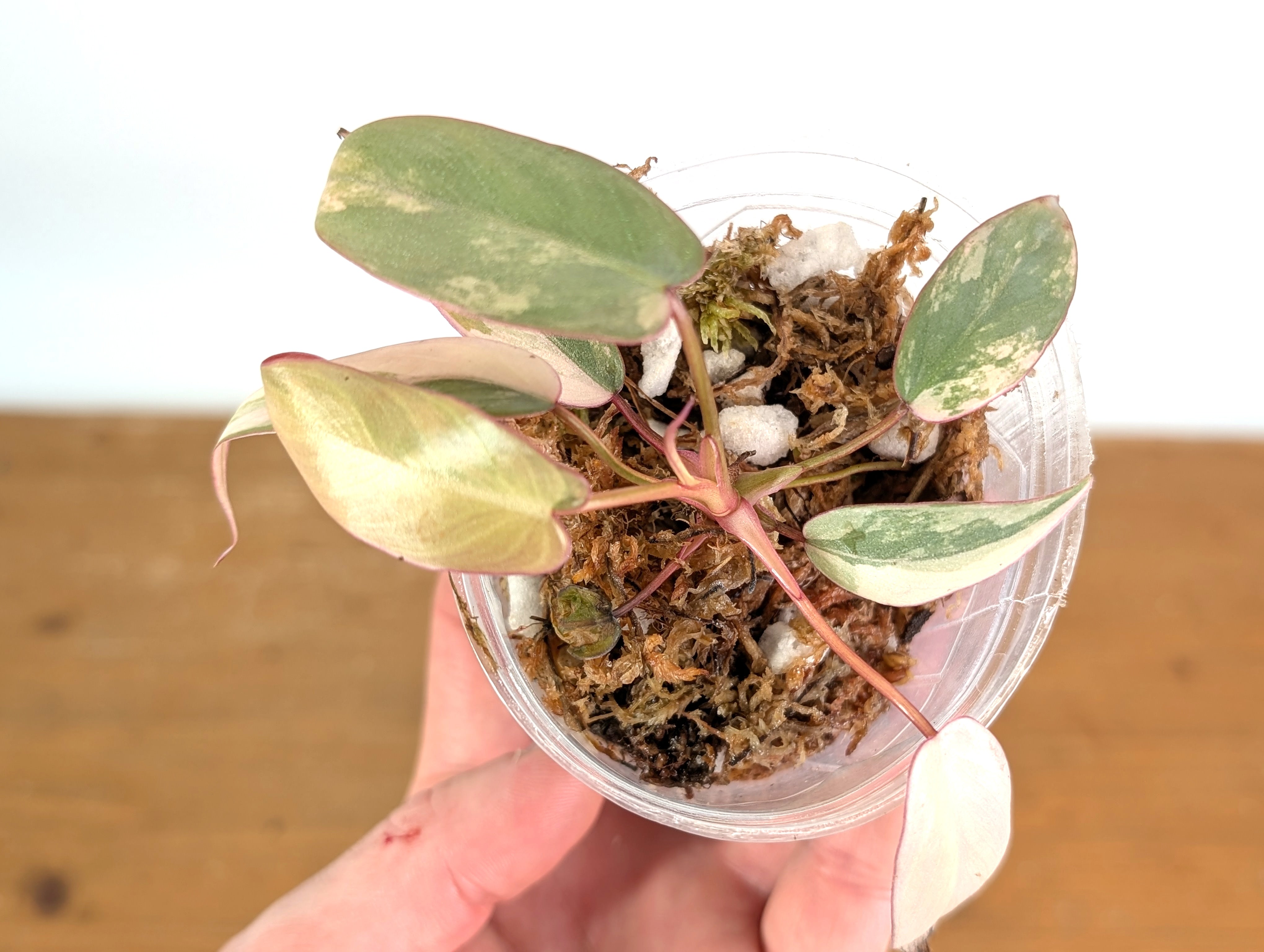 Philodendron atabapoense　pink フィロデンドロン Philodendron Atabapoense Pink Variegated - Exact Plant #19A