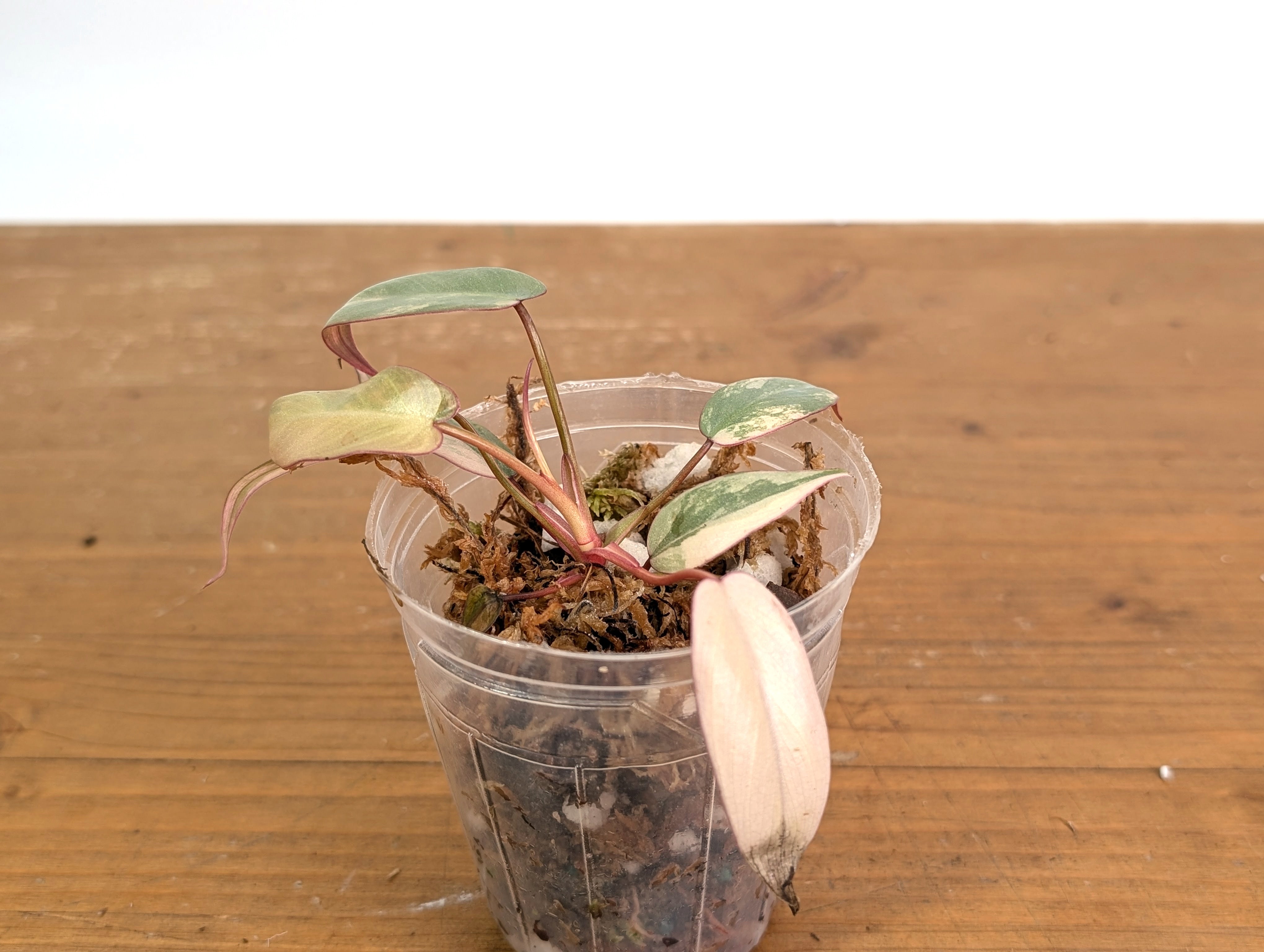 Philodendron Atabapoense Pink Variegated - Exact Plant #19A