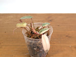 Philodendron Atabapoense Pink Variegated - Exact Plant #19A