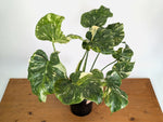 Monstera Tricolor Thai Constellation Mutatio - Exact Plant #08A