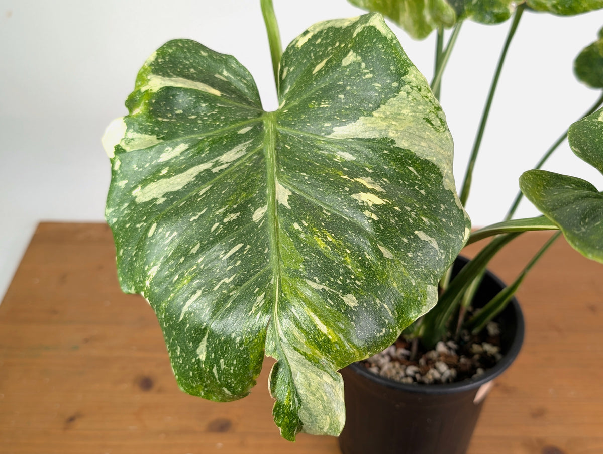 Monstera Tricolor Thai Constellation Mutatio - Exact Plant #08A