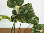 Monstera Tricolor Thai Constellation Mutatio - Exact Plant #08A