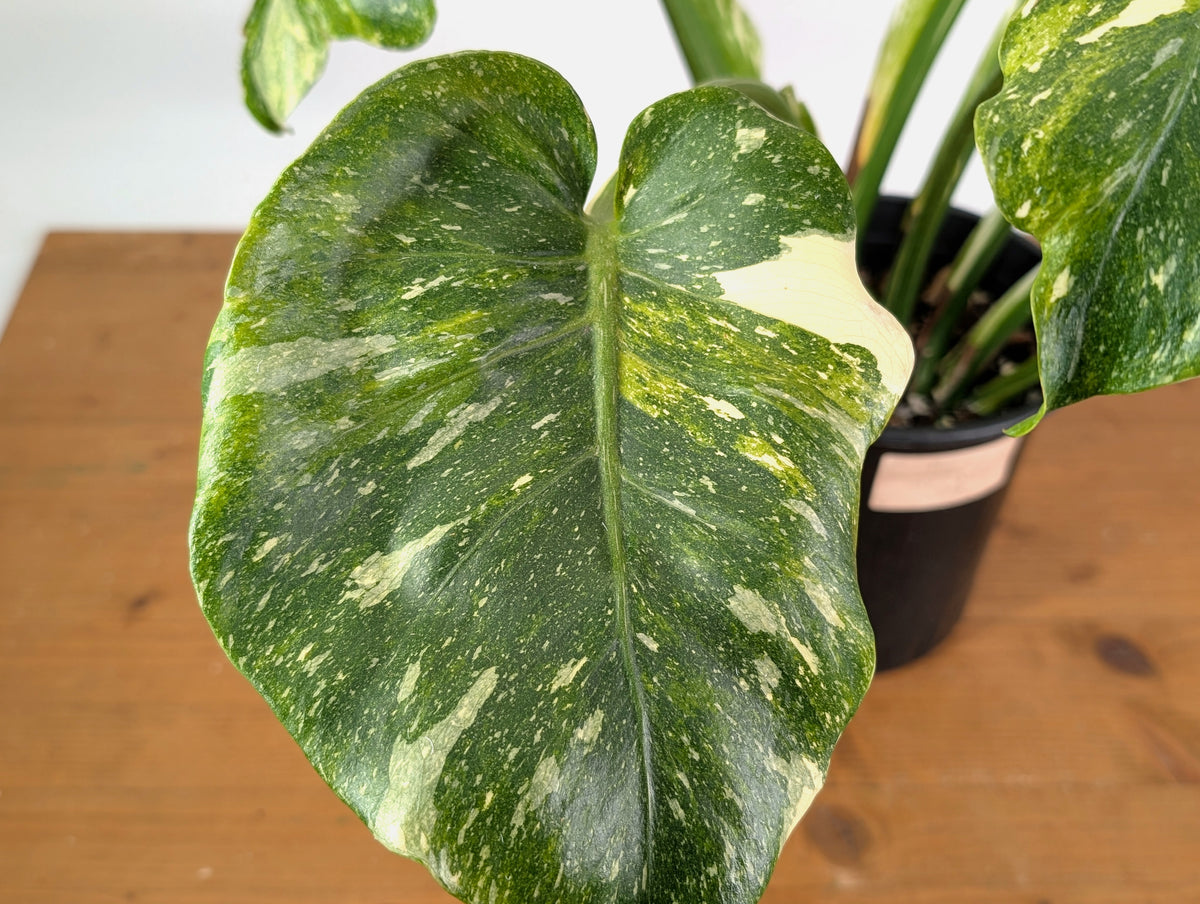 Monstera Tricolor Thai Constellation Mutatio - Exact Plant #08A