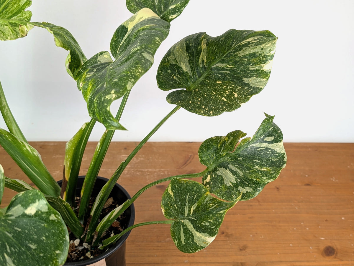 Monstera Tricolor Thai Constellation Mutatio - Exact Plant #08A