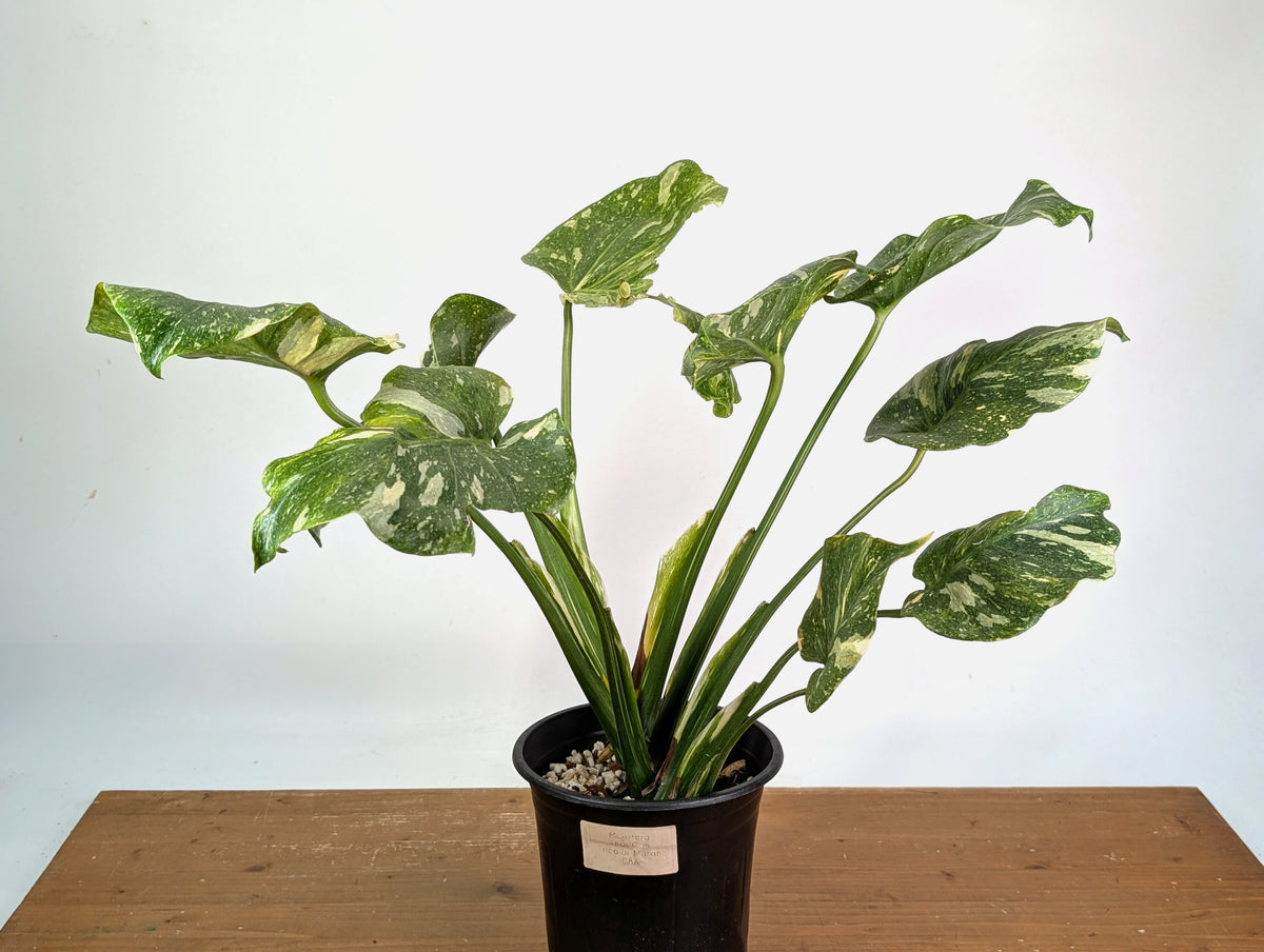 Monstera Tricolor Thai Constellation Mutatio - Exact Plant #08A