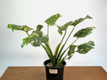 Monstera Tricolor Thai Constellation Mutatio - Exact Plant #08A