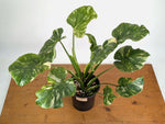 Monstera Tricolor Thai Constellation Mutatio - Exact Plant #08A