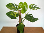Monstera Aurea - Exact Plant #13F - Gallon Pot with Pole