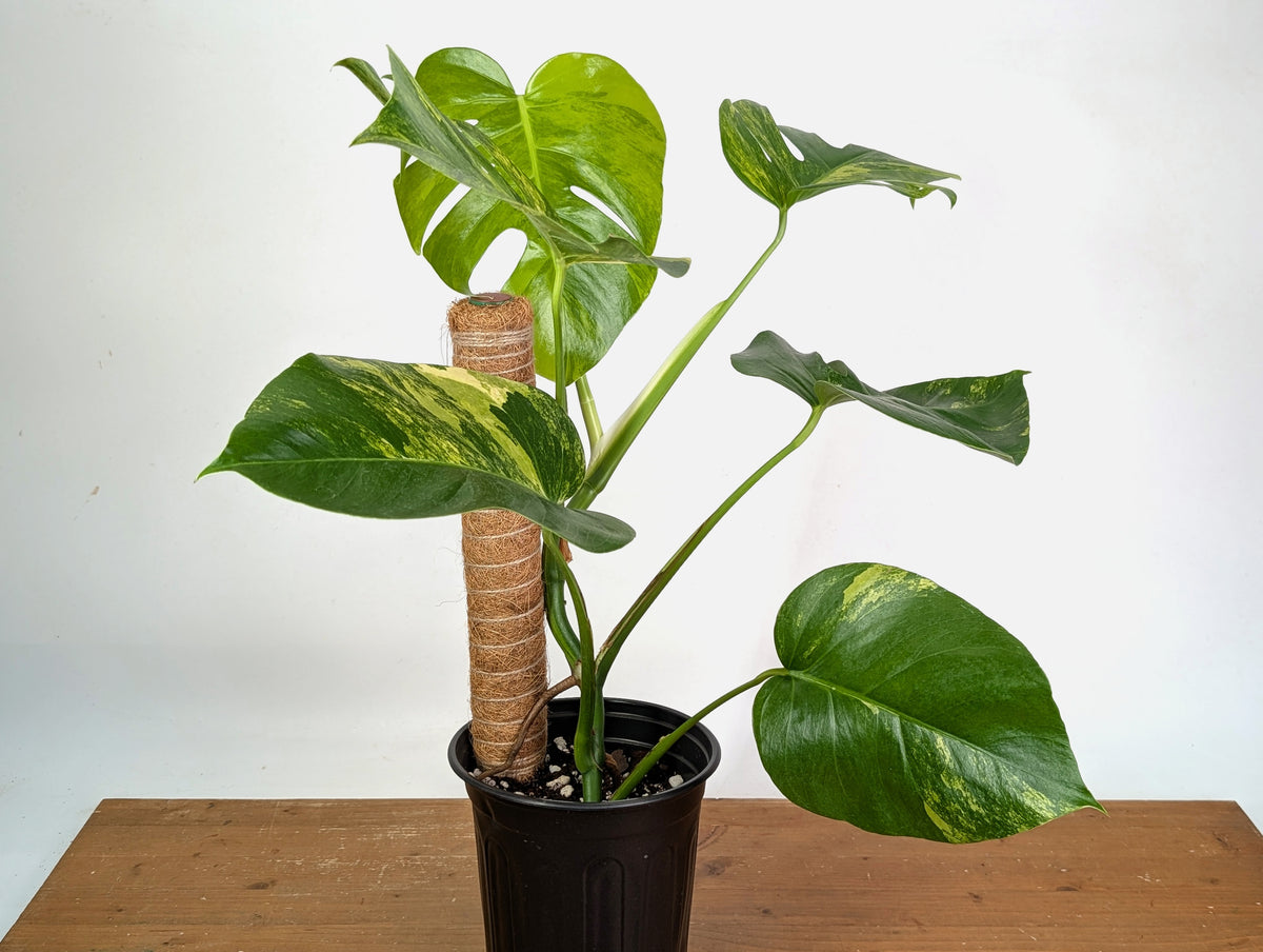 Monstera Aurea - Exact Plant #13F - Gallon Pot with Pole