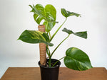 Monstera Aurea - Exact Plant #13F - Gallon Pot with Pole