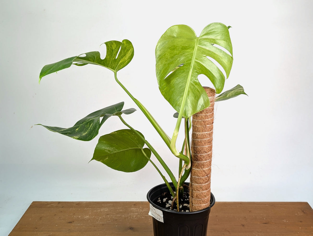 Monstera Aurea - Exact Plant #13F - Gallon Pot with Pole