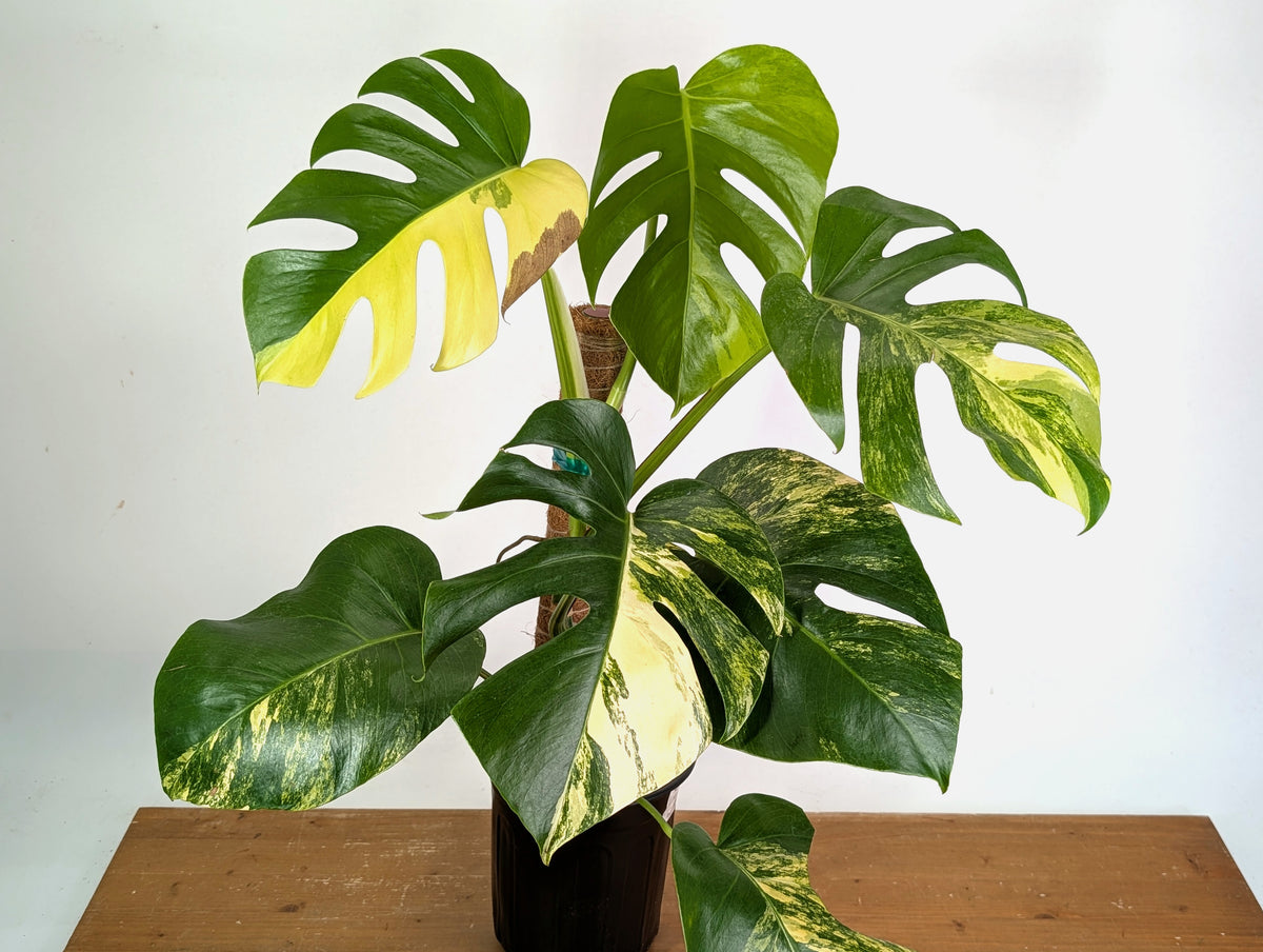 Monstera Aurea - Exact Plant #13E - Gallon Pot with Pole