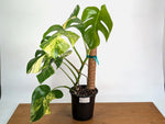 Monstera Aurea - Exact Plant #13E - Gallon Pot with Pole