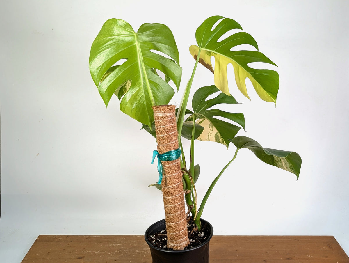 Monstera Aurea - Exact Plant #13E - Gallon Pot with Pole