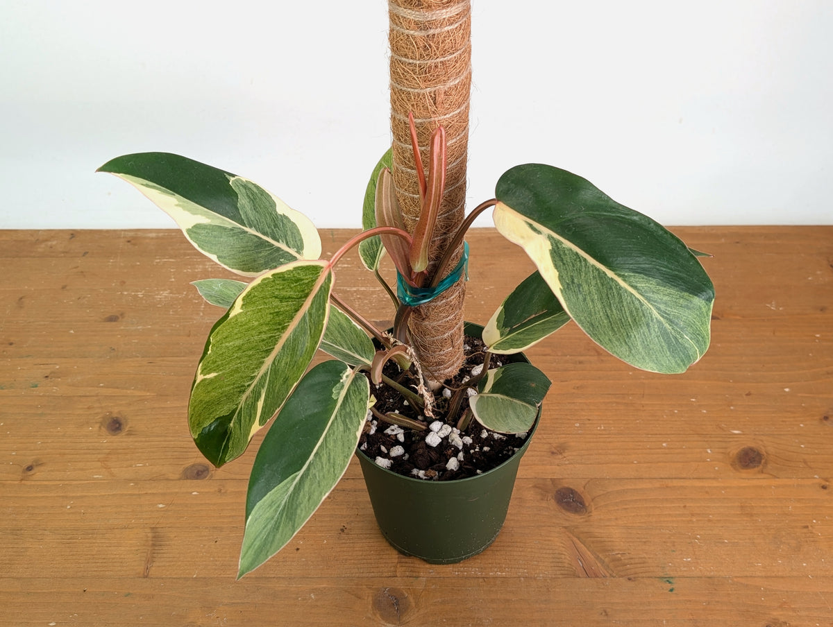 Philodendron erubescens 'Shady Lady'