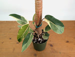 Philodendron erubescens 'Shady Lady'