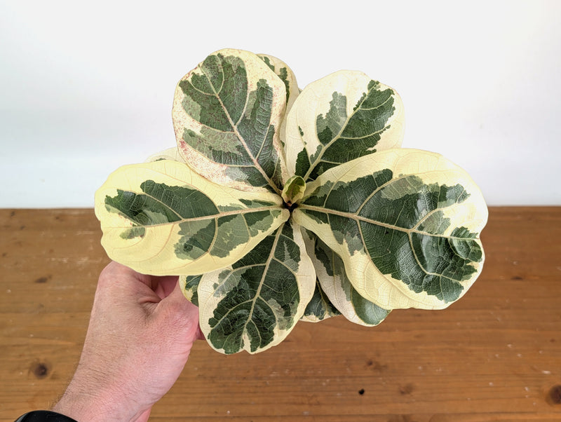 Variegated Fiddle Leaf Fig - Ficus lyrata 'Variegata'