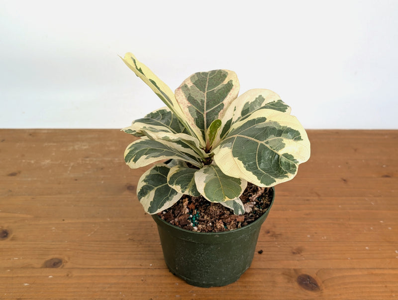 Variegated Fiddle Leaf Fig - Ficus lyrata 'Variegata'