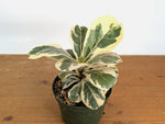Variegated Fiddle Leaf Fig - Ficus lyrata 'Variegata'