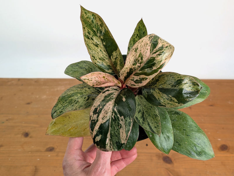 Philodendron Congo Marble Mint Variegated